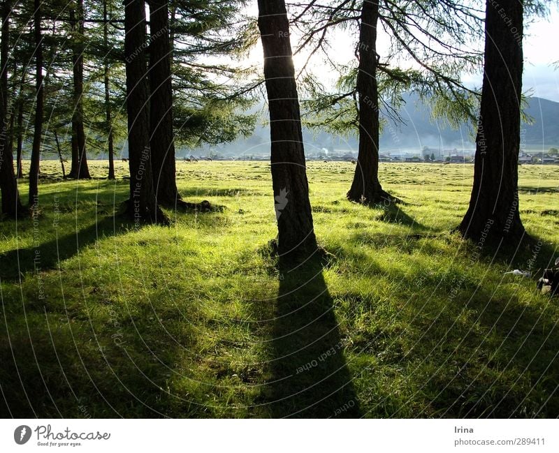 Altai | just a perfect day Ferien & Urlaub & Reisen Sommerurlaub Natur Landschaft Schönes Wetter Baum Wiese Berge u. Gebirge Altai Gebirge Waldrand Farbfoto