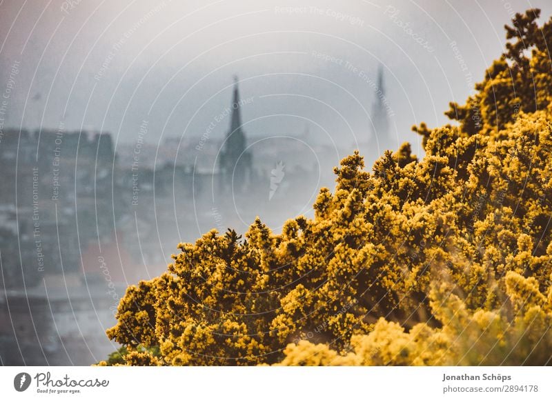 Blick auf Edinburgh im Nebel über Stechginster Ferien & Urlaub & Reisen Freiheit wandern Umwelt Natur Landschaft Pflanze Frühling Sträucher ästhetisch