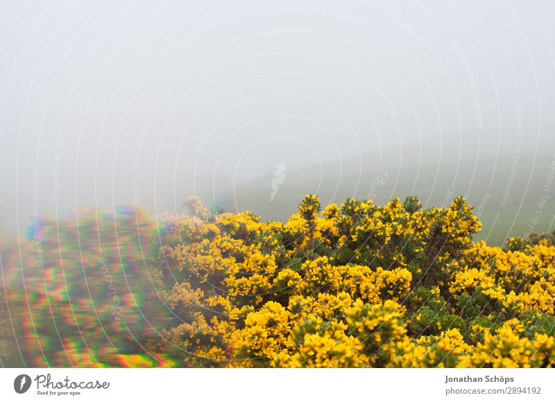 gelber Stechginster am Arthur's Seat in Edinburgh Ferien & Urlaub & Reisen wandern Umwelt Natur Landschaft Pflanze Frühling Sträucher ästhetisch Großbritannien