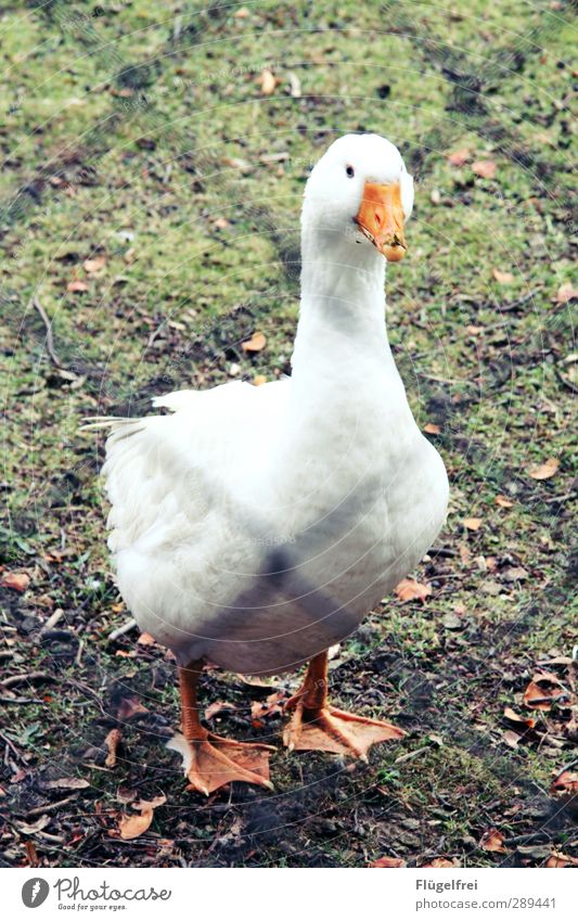 hello Tier Nutztier 1 stehen Gans Gänsebraten Wiese Natur gefangen Freilandhaltung weiß Schnabel Einsamkeit Denken Schwache Tiefenschärfe Farbfoto Außenaufnahme