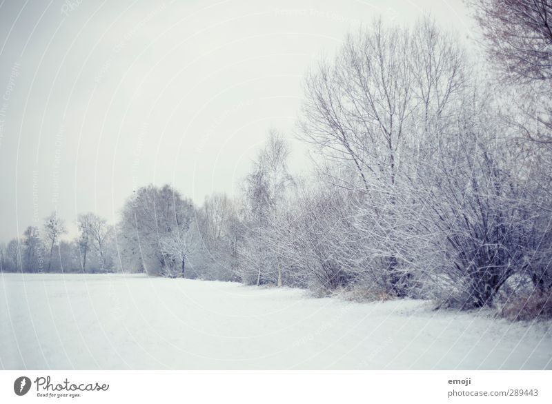 Winter Umwelt Natur Landschaft Himmel Schnee Baum Sträucher Feld hell kalt weiß Farbfoto Gedeckte Farben Außenaufnahme Menschenleer Textfreiraum oben