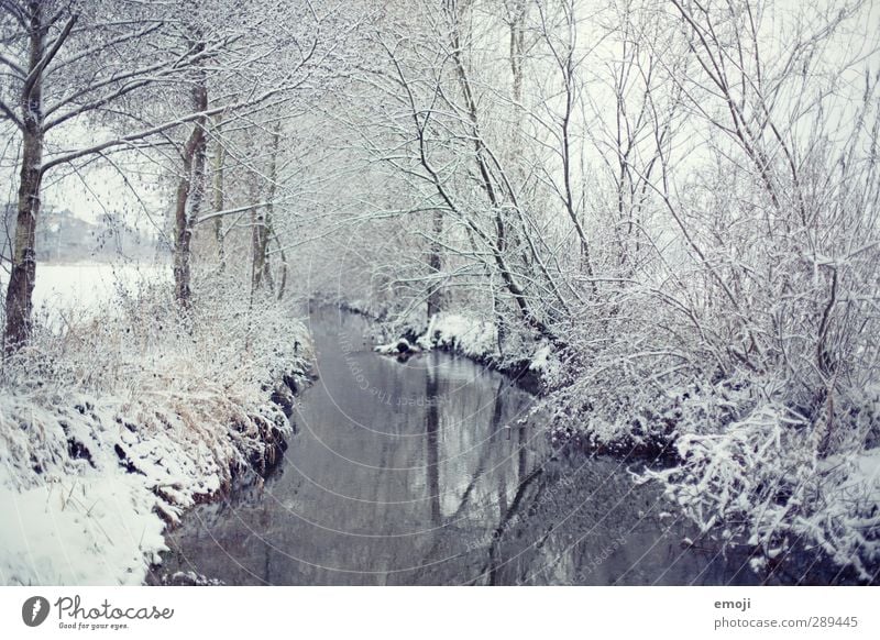 Winter Umwelt Natur Landschaft Wasser Schnee Baum Sträucher Wald Flussufer Bach hell kalt weiß Farbfoto Gedeckte Farben Außenaufnahme Menschenleer Tag Totale