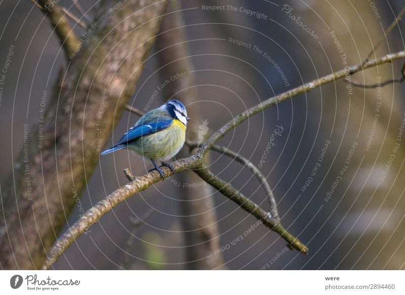 Blue tit Winter Natur Aggression blau Cyanistes caeruleus Parus Ater Periparus Ater Winterbird animal bird feeder bird feeding branches cold copy space feathers