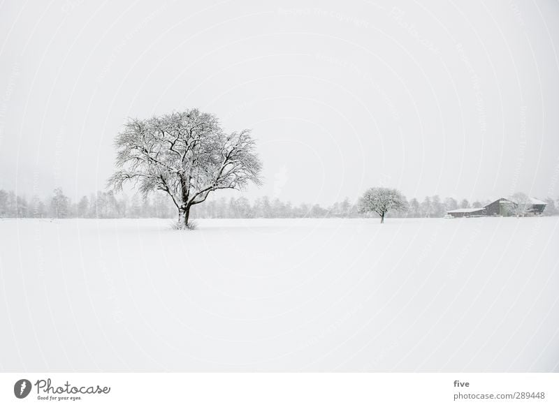 winter Natur Wolken Winter schlechtes Wetter Sturm Schnee Schneefall kalt Farbfoto