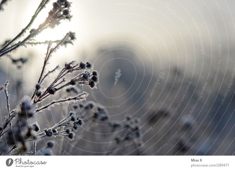 Winter Eis Frost Schnee Pflanze Sträucher kalt weiß Raureif Blume erfrieren Ast Zweig Farbfoto Gedeckte Farben Außenaufnahme Nahaufnahme Menschenleer