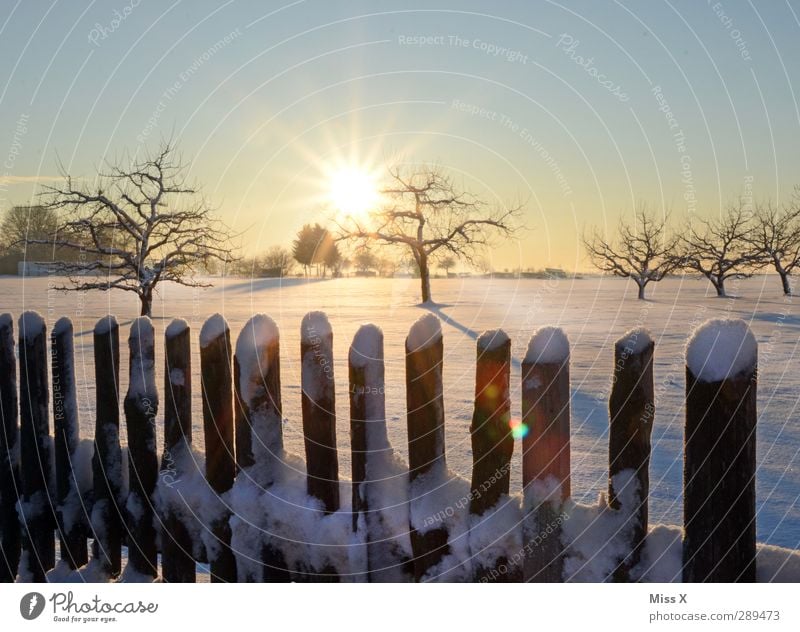 Winter Landschaft Wolkenloser Himmel Sonne Sonnenaufgang Sonnenuntergang Schönes Wetter Baum Wiese kalt weiß Schneelandschaft Zaun Farbfoto Außenaufnahme