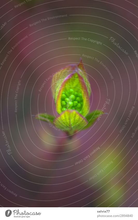 zarte Blütenknospe Pflanze Frühling Blatt Knospe wachsen Natur grün Farbfoto Schwache Tiefenschärfe Roter Hartriegel sprießen Makroaufnahme Garten Wachstum