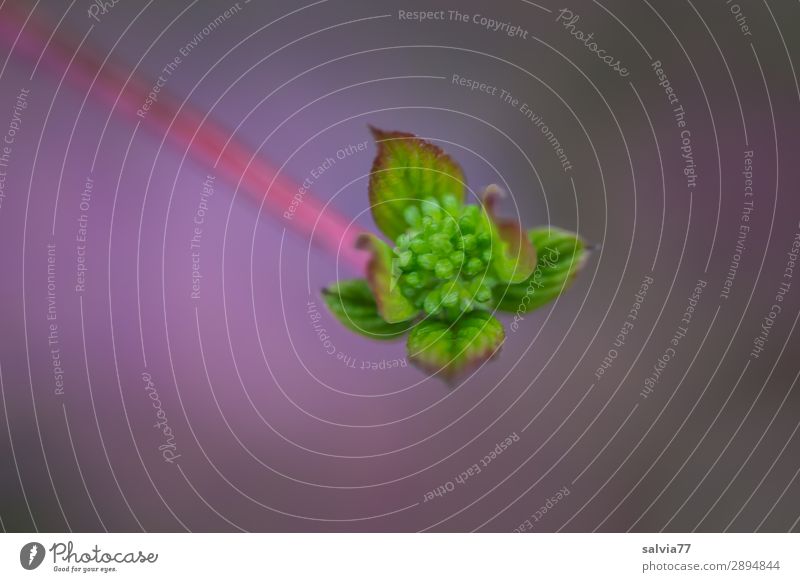 unscharf | Knospe Umwelt Natur Pflanze Frühling Sträucher Blatt Blütenknospen Hartriegel Garten Park Wachstum frisch grün violett Beginn Farbfoto Außenaufnahme