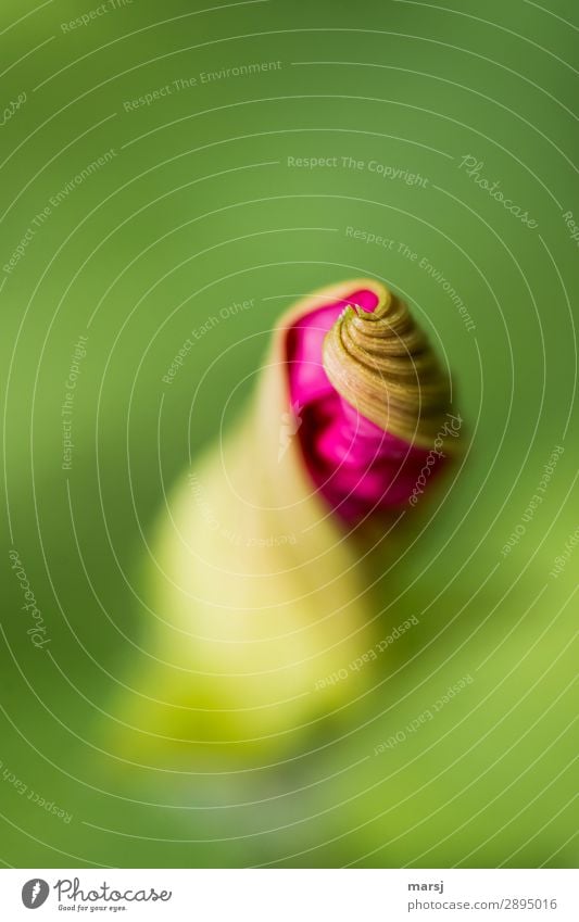 Schon bald kringeln sie wieder! Leben harmonisch Natur Sommer Pflanze Blüte Winde Spirale natürlich rosa Lebensfreude Frühlingsgefühle Vorfreude Reinheit Beginn