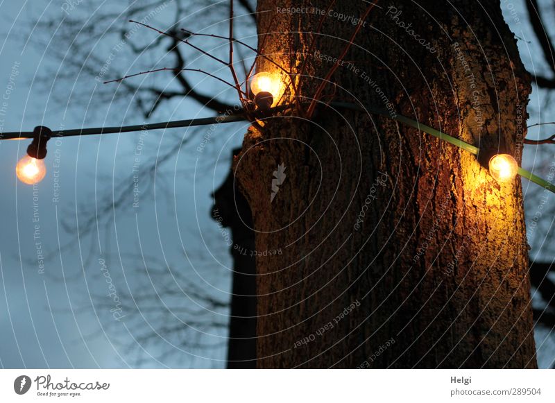 Weltuntergang | der Letzte macht das Licht aus... Kabel Energiewirtschaft Umwelt Natur Pflanze Himmel Winter Baum Baumstamm Ast Dekoration & Verzierung Lampe