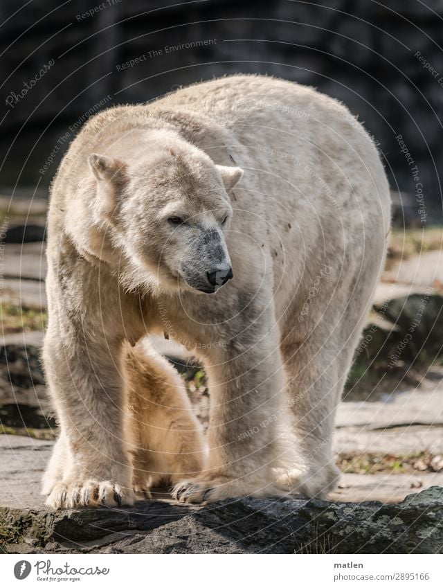 Muttertier Tier 2 Tierjunges grau weiß Eisbär Baby verstecken Farbfoto Gedeckte Farben Außenaufnahme Textfreiraum links Textfreiraum rechts Textfreiraum oben