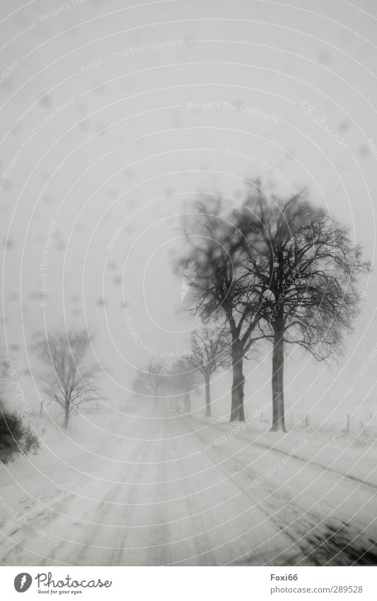 Weltuntergang/ Es begann mit Schneesturm Landschaft Himmel Winter Klimawandel Unwetter Wind Sturm Eis Frost Schneefall Baum Tal Menschenleer Straße bedrohlich