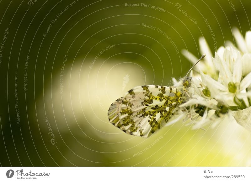 Weltuntergang | verleiht Flügel Frühling Blüte Wildpflanze Bärlauch Garten Wildtier Schmetterling Aurorafalter 1 Tier Blühend Duft Essen Fressen sitzen frei