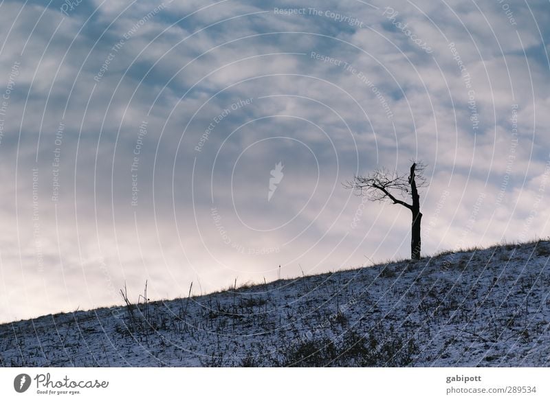 Weltuntergang | Y Umwelt Natur Landschaft Pflanze Urelemente Erde Himmel Wolken Horizont Wetter Eis Frost Baum wild blau violett Tod unbeständig Einsamkeit