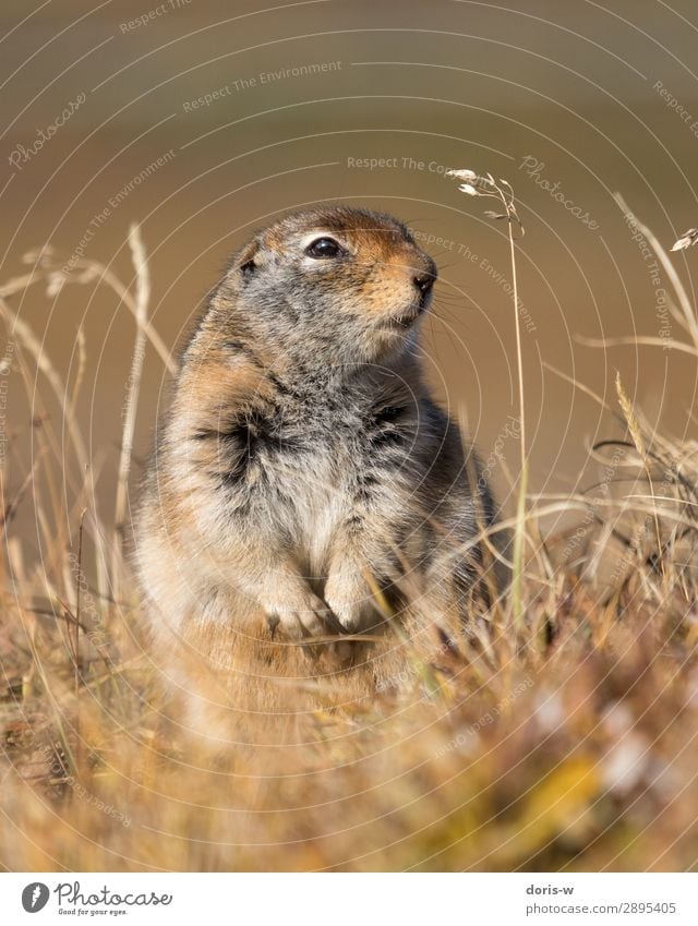 Arktischer Ziesel Natur Landschaft Herbst Schönes Wetter Dürre Gras Tier Wildtier 1 Neugier Nagetiere Alaska Kanada Tierporträt Vorsicht braun Tiefenschärfe