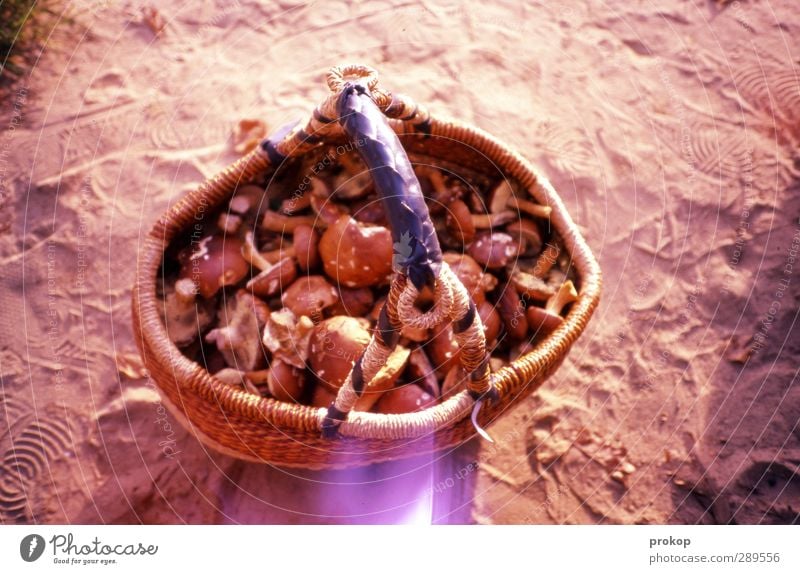 Fette Beute Umwelt Natur viele anstrengen Leistung Stolz Pilz ansammeln voll Korb Herbst Sand Gesundheit Vegetarische Ernährung Lebensmittel Ernte Farbfoto