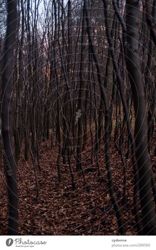 Weltuntergangsstimmung Umwelt Natur Sonnenaufgang Sonnenuntergang Herbst Baum Wald Abenteuer Angst ästhetisch Einsamkeit Endzeitstimmung bedrohlich