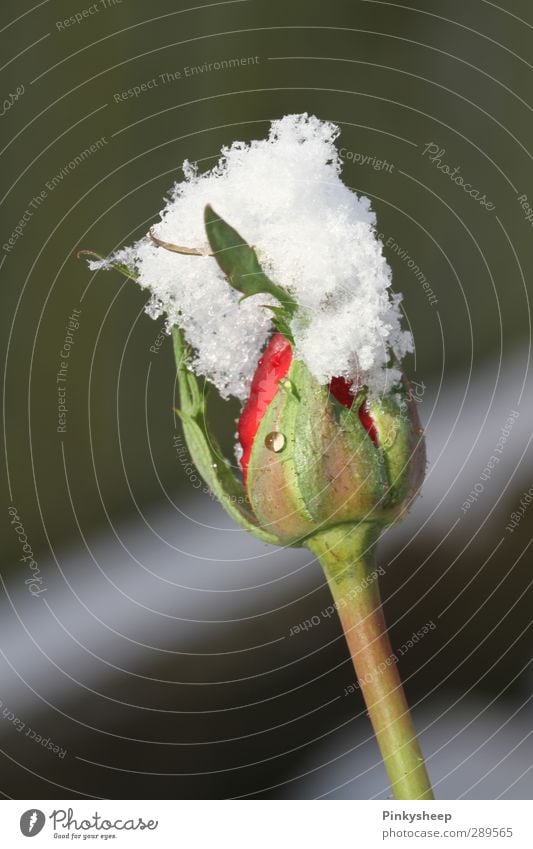 snow rose Pflanze Winter Rose Blüte grün rot weiß kalt Blattknospe Anmut Flocke Puderzucker Pulverschnee Farbfoto Außenaufnahme Detailaufnahme Menschenleer