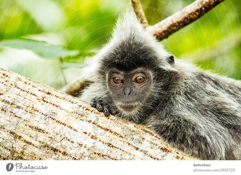 die frisur sitzt;) Ferien & Urlaub & Reisen Tourismus Ausflug Abenteuer Ferne Freiheit Natur Baum Blatt Urwald Wildtier Tiergesicht Fell Affen haubenlanguren 1