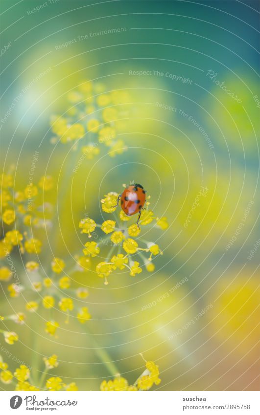 frühlingsmarienkäferchen Blume Blüte Natur Garten draußen Frühling Sommer Wellness Außenaufnahme Pflanze Kraut Dill schön Insekt Käfer Glücksbringer Ostern