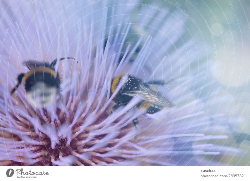 *summsumm* Frühling Sommer warm draußen Pastellfarben Pflanze Blume Blüte Insekt Biene Hummel Ernte stachelig soft krabbeln Nektar Umwelt Natur Nutztier Garten