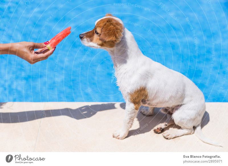 Frau, die ihrem Hund Wassermelone gibt. Hintergrund des Swimmingpools. Frucht Diät Freude Schwimmbad Ferien & Urlaub & Reisen Sommer Sommerurlaub Sonne Mensch