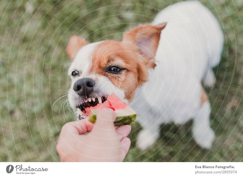 Frau, die ihrem Hund im Garten Wassermelone gibt. Frucht Essen Freude Glück schön Erholung Freizeit & Hobby Sommer Mensch feminin Junge Frau Jugendliche