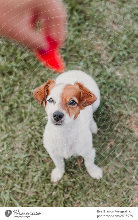 Frau, die ihrem Hund im Garten Wassermelone gibt. Frucht Freude Glück schön Erholung Freizeit & Hobby Sommer Mensch feminin Junge Frau Jugendliche Erwachsene