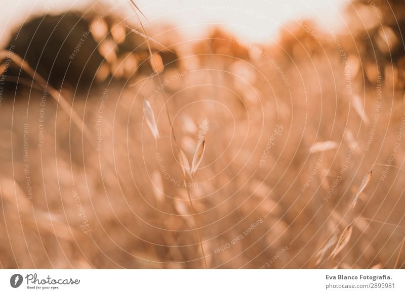 Gelbes Feld, schöne Natur, Sonnenuntergangslandschaft. Ländliche Landschaft Brot Sommer Umwelt Pflanze Erde Wetter Schönes Wetter Wiese Wachstum hell gelb gold