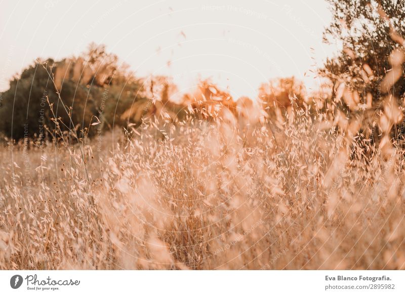 Gelbes Feld, schöne Natur, Sonnenuntergangslandschaft. Ländliche Landschaft Brot Sommer Umwelt Pflanze Erde Horizont Wetter Wiese Wachstum hell gelb gold