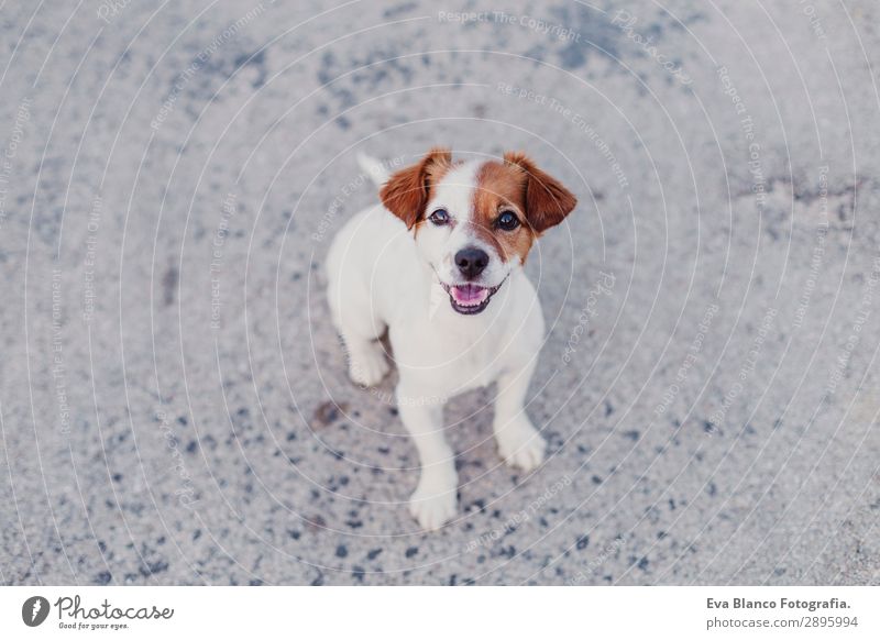 Porträt im Freien von einem süßen kleinen Hund, der in die Kamera schaut. Lifestyle elegant Freude Glück schön Spielen Sommer Freundschaft Erwachsene Tier