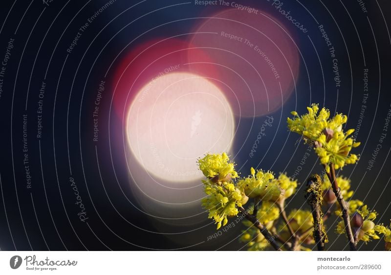 der tag danach | LICHT Umwelt Natur Pflanze Himmel Sonne Sonnenlicht Schönes Wetter Sträucher Grünpflanze Wildpflanze authentisch einfach hell einzigartig