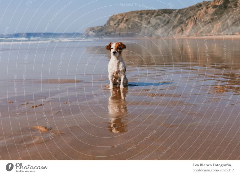 schöner kleiner Hund am Meeresufer sitzend Lifestyle Freude Glück Erholung Spielen Jagd Ferien & Urlaub & Reisen Sommer Sonne Strand Freundschaft Natur Tier