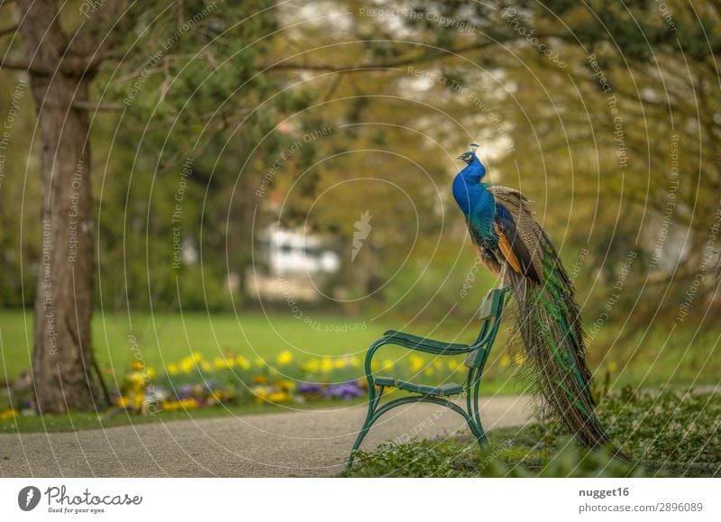 Pfau auf Parkbank Umwelt Natur Landschaft Pflanze Tier Frühling Sommer Herbst Schönes Wetter Baum Blume Gras Sträucher Garten Wiese Wald Haustier Wildtier Vogel