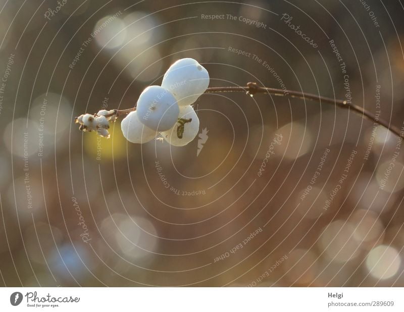 ach nee,doch nicht | Leben geht weiter... Umwelt Natur Pflanze Winter Schönes Wetter Sträucher Blatt Fruchtstand Zweig Garten Lichtpunkt hängen Wachstum