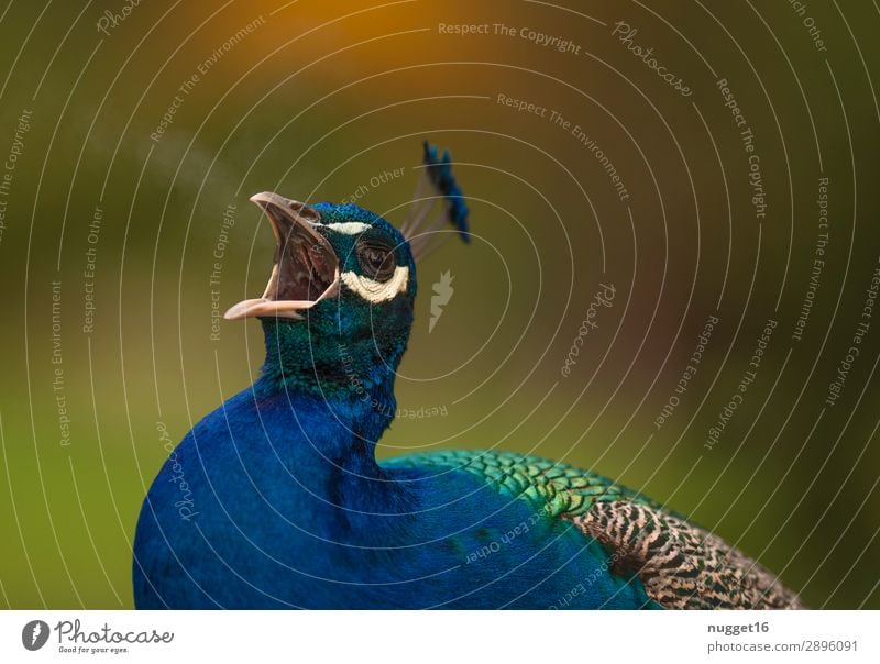 schreiender Pfau 3 Umwelt Natur Tier Frühling Sommer Herbst Schönes Wetter Garten Park Wiese Wald Haustier Wildtier Vogel Tiergesicht Flügel Zoo 1 glänzend