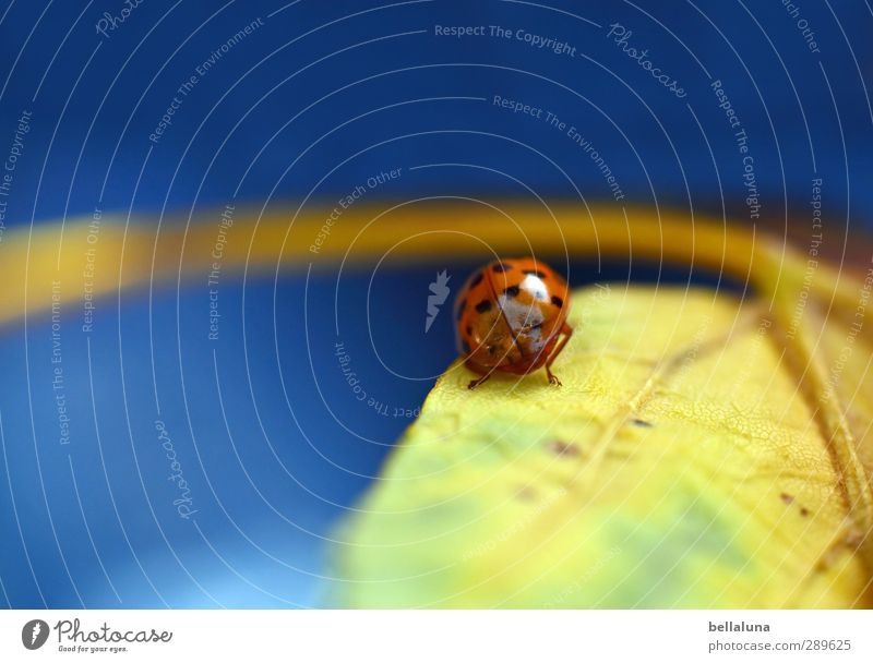 Ach nee, doch nich - der Tag danach | Glück gehabt! Umwelt Natur Sonnenlicht Wetter Schönes Wetter Pflanze Blatt Garten Park Wiese Feld Wald Tier Wildtier Käfer