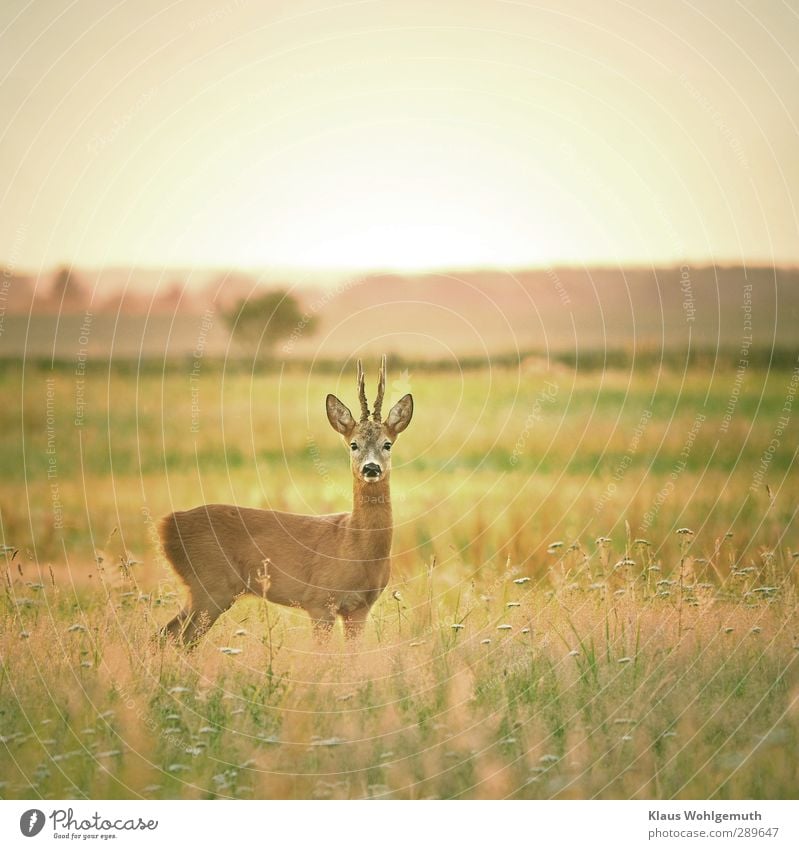 Rehbock steht auf einer Wiese und hat den Fotografen entdeckt, nur kurz bleibt er stehen ,bevor er schnell das Weite sucht. Natur Sommer Gras Wildtier Fell 1