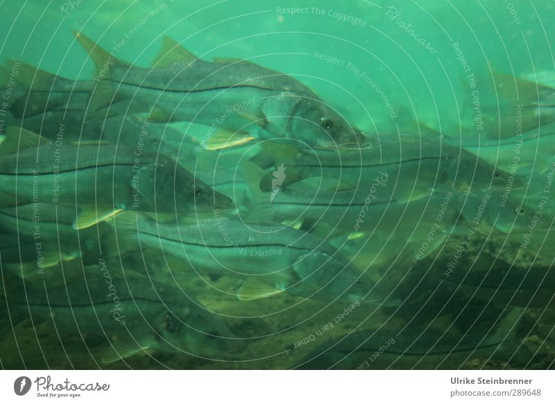 Crowd of Common Snook Natur Wasser Frühling Fluss Tier Wildtier Fisch Tiergruppe Schwarm Fressen Jagd Blick Schwimmen & Baden nass grün Bewegung Partnerschaft