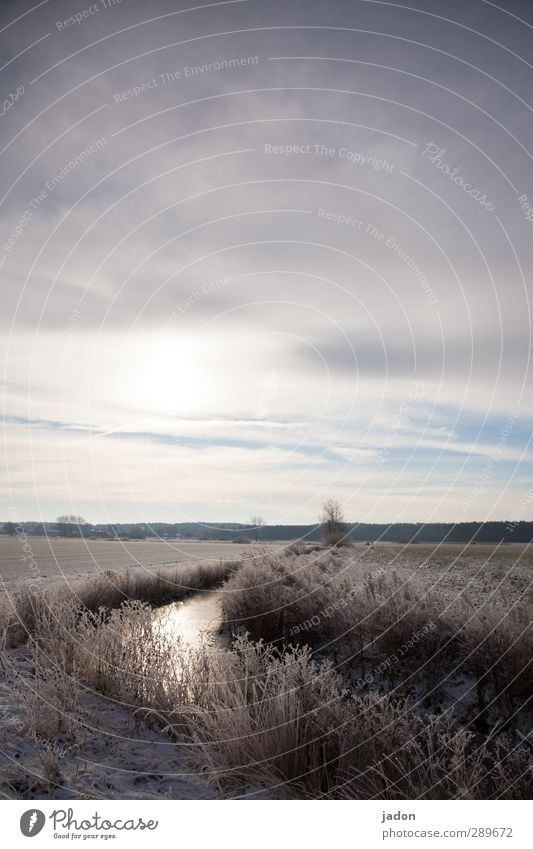 winterblues. Winter Natur Landschaft Pflanze Urelemente Wasser Himmel Gras Sträucher Feld Bach kalt ruhig Einsamkeit Traurigkeit Ferne Schneelandschaft