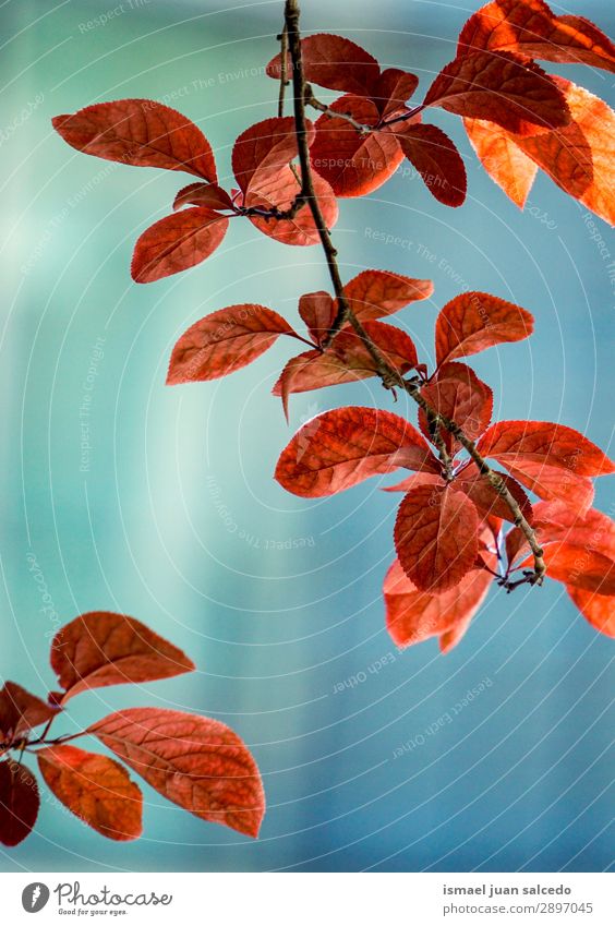 rote Baumblätter im Frühjahr Ast Blatt Natur abstrakt Konsistenz Außenaufnahme Hintergrund neutral Beautyfotografie zerbrechlich frisch Frühling Herbst Winter