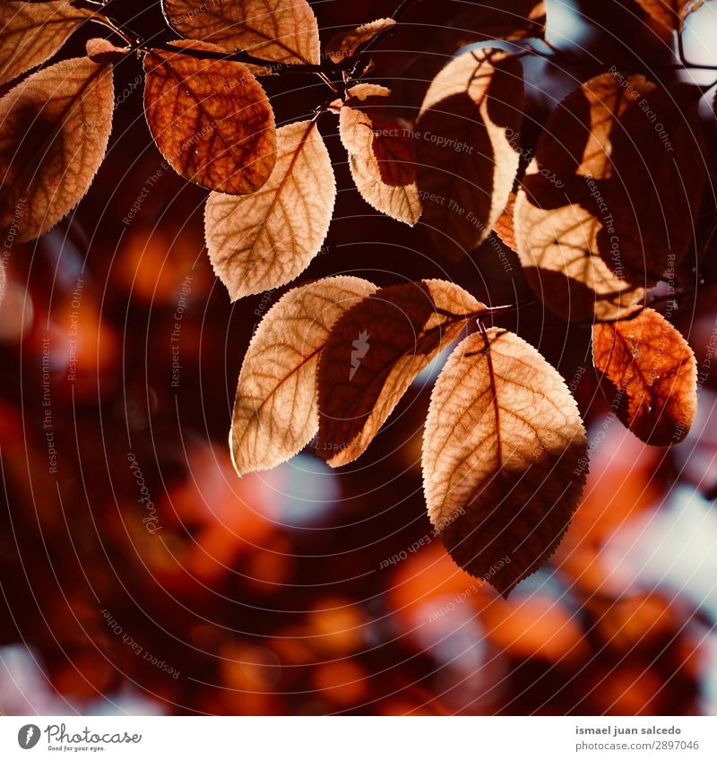 roter Baum verlässt die Textur im Frühjahr Ast Geäst Blatt Natur abstrakt Konsistenz Außenaufnahme Hintergrund neutral Beautyfotografie zerbrechlich Frühling