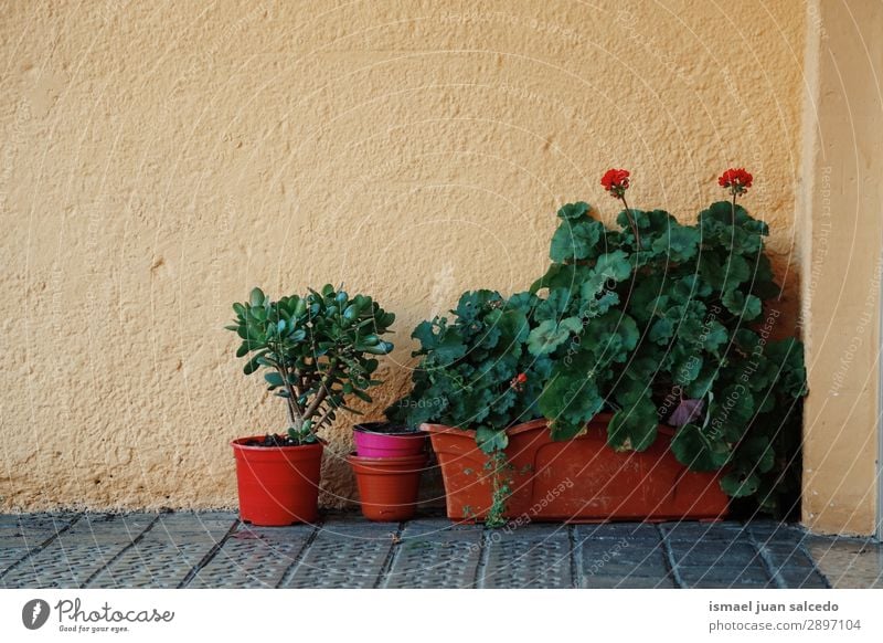 Pflanzen- und Blumentopf auf dem Balkon Blütenblatt Natur Topf Dekoration & Verzierung Straße Außenaufnahme Garten geblümt zerbrechlich frisch Frühling