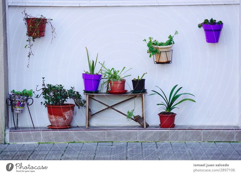 Blume und Blumentopf auf dem Balkon Pflanze Blütenblatt Natur Topf Dekoration & Verzierung Straße Außenaufnahme Garten geblümt zerbrechlich frisch Frühling