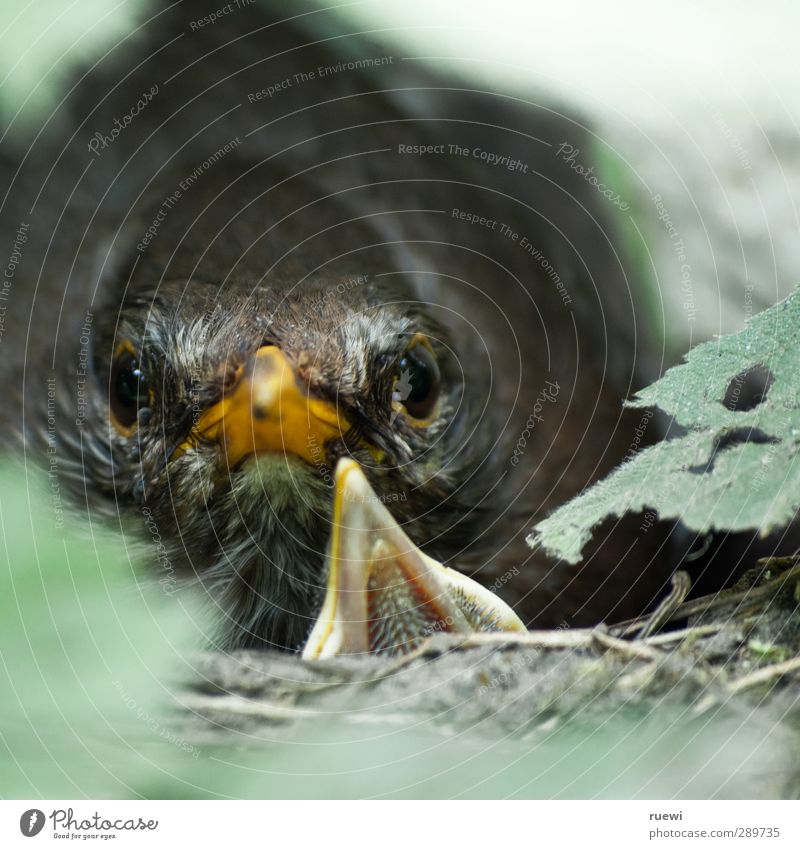 Angry bird Garten Umwelt Natur Tier Frühling Sommer Grünpflanze Hecke Wildtier Vogel Tiergesicht Amsel Gelege Schnabel Nest Nestwärme 2 Tierjunges Tierfamilie