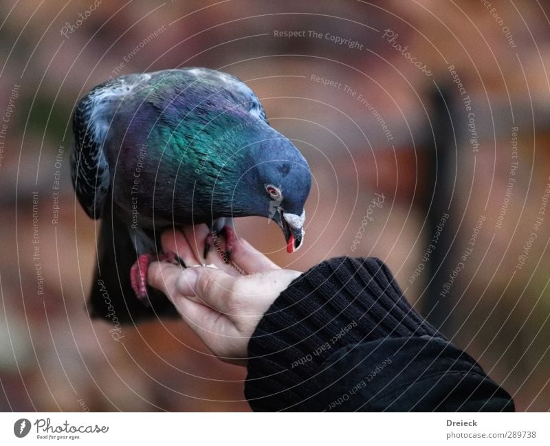 Qualitaetskontrolle Tier Herbst Park Wildtier Vogel Taube Tiergesicht Flügel Krallen 1 Essen Fressen füttern Blick frei lecker Neugier Stadt Vertrauen Tierliebe