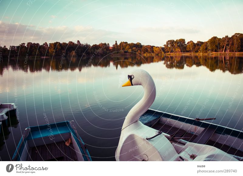 und dann gibt's wieder Diskussionen | das Rentier is'n Schwan Lifestyle ruhig Freizeit & Hobby Umwelt Natur Wasser Horizont Schönes Wetter Seeufer Bootsfahrt