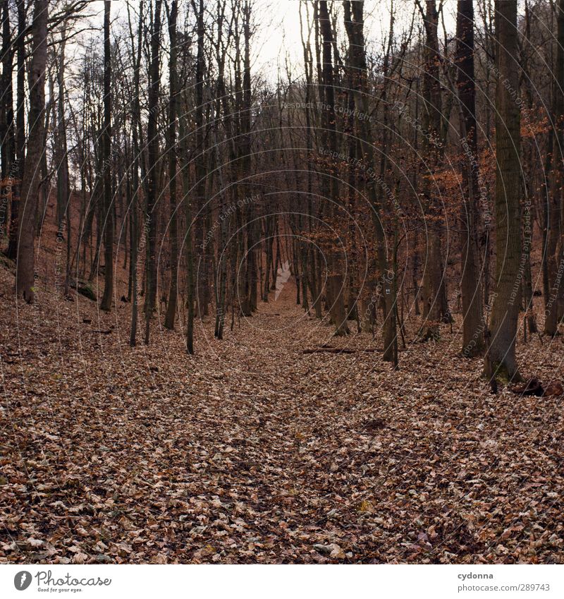 Waldweg harmonisch Erholung ruhig Ausflug Abenteuer Ferne wandern Umwelt Natur Landschaft Herbst Baum Einsamkeit Ende Erwartung Freiheit bedrohlich kalt Leben