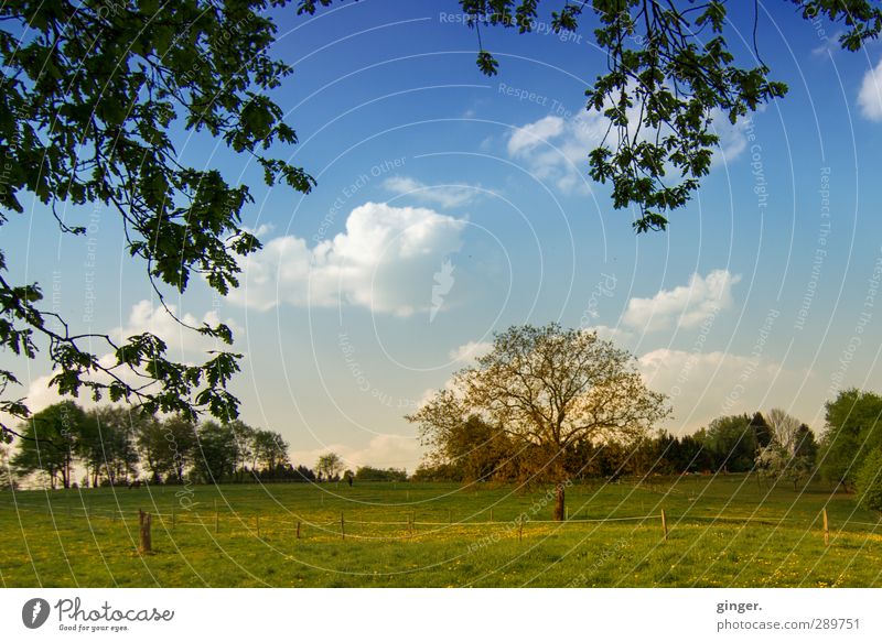 If we just keep on trying, we could be much more. Umwelt Natur Landschaft Pflanze Himmel Wolken Sommer Schönes Wetter Baum Gras Sträucher Feld Wachstum