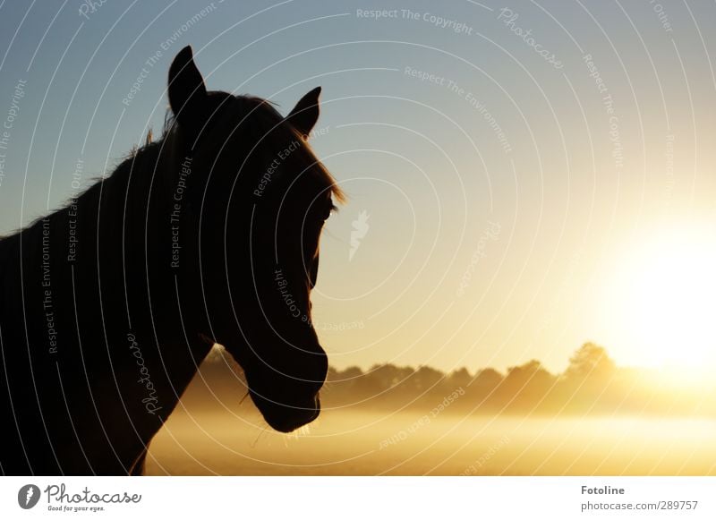 Und dann gibts wieder Diskussionen | Pony rechts oder links Umwelt Natur Landschaft Pflanze Tier Himmel Wolkenloser Himmel Sonne Herbst Schönes Wetter Nebel